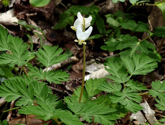 {Dicentra cucullaria}